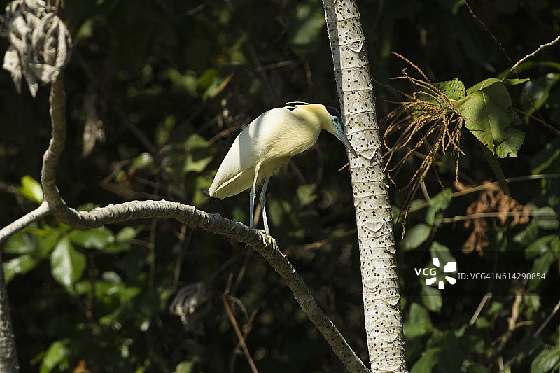 巴西潘塔纳尔湿地上的棕头鹭捕鱼图片素材