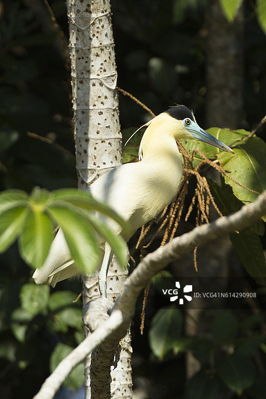 巴西潘塔纳尔湿地上的棕头鹭捕鱼图片素材