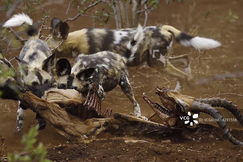 非洲猎犬捕食羚羊，南非图片素材