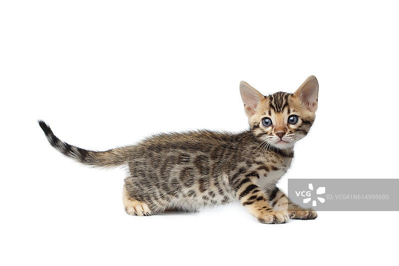 孟加拉品种小猫咪，白色背景图片素材