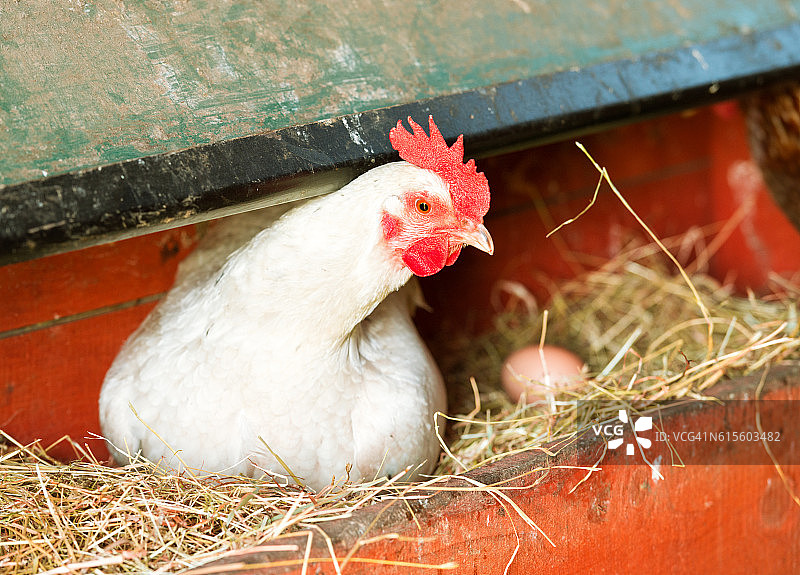 白色母鸡在鸡舍里下蛋图片素材