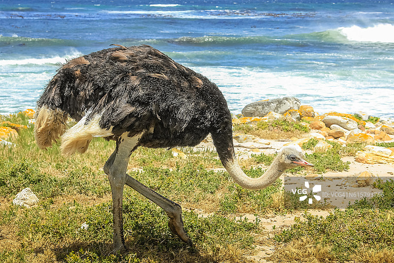 南非野生鸵鸟图片素材