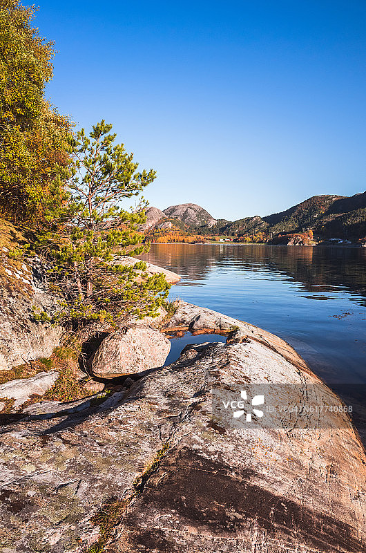 挪威岩石上生长的松树图片素材