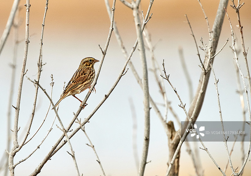 萨凡纳麻雀图片素材