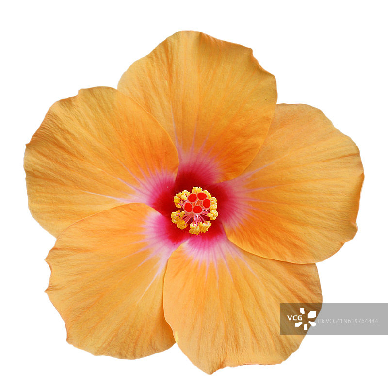 白色背景下的浅橙色芙蓉花图片素材