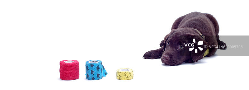 戴着不同头巾的狗图片素材