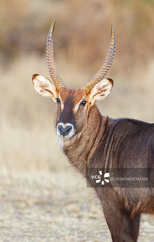坦桑尼亚塞伦盖蒂国家公园的非洲水羚图片素材