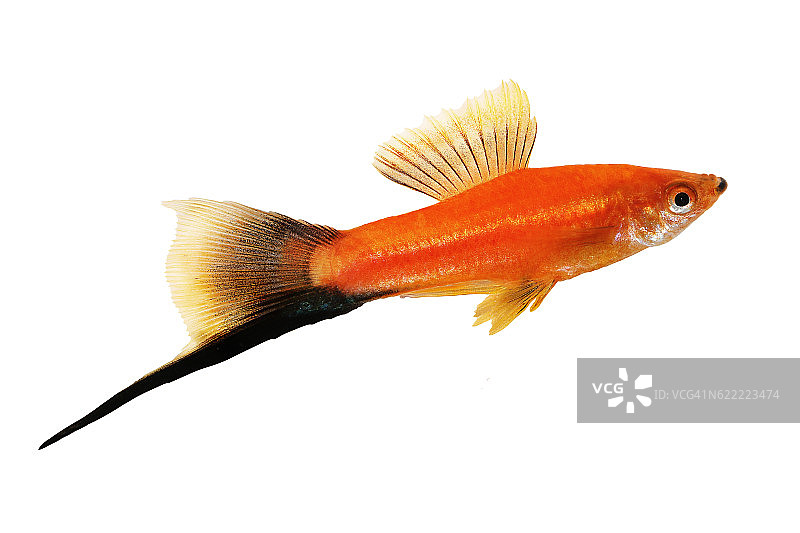 红剑尾雄鱼黑色尾巴图片素材