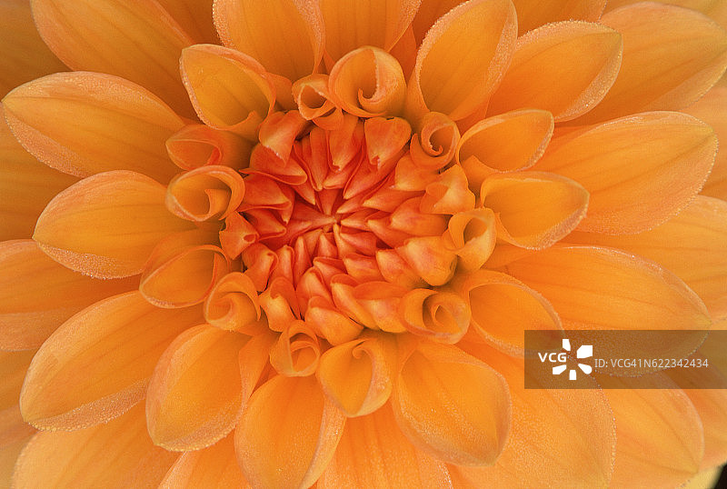 金黄色大丽花图片素材