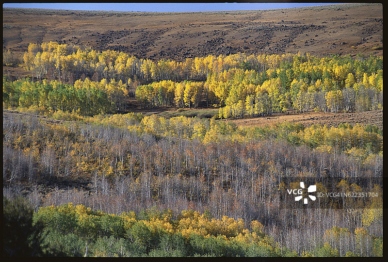 秋季颤抖的白杨森林图片素材