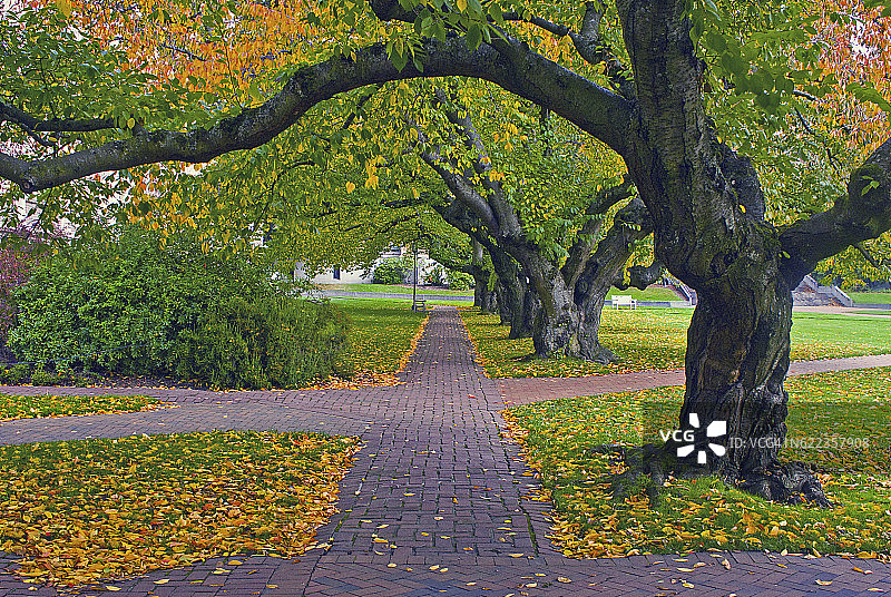 老樱桃树图片素材