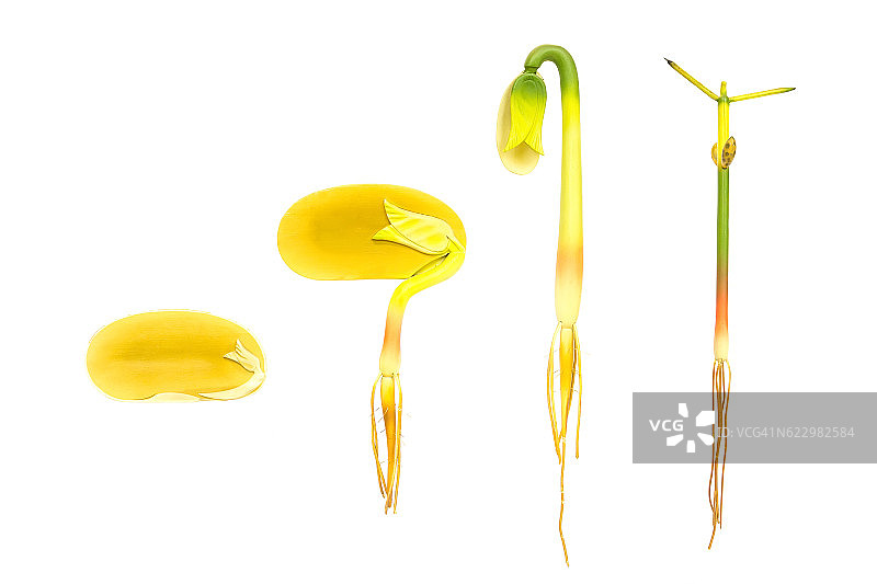 用于教育的白色背景上的豆类生命周期发芽图图片素材