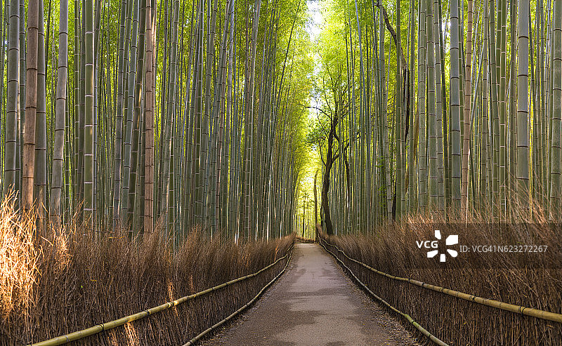 岚山嵯峨野竹林中的小路图片素材