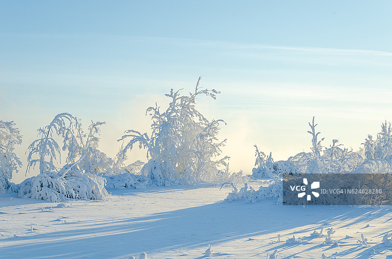 寒冷的雪冬森林图片素材