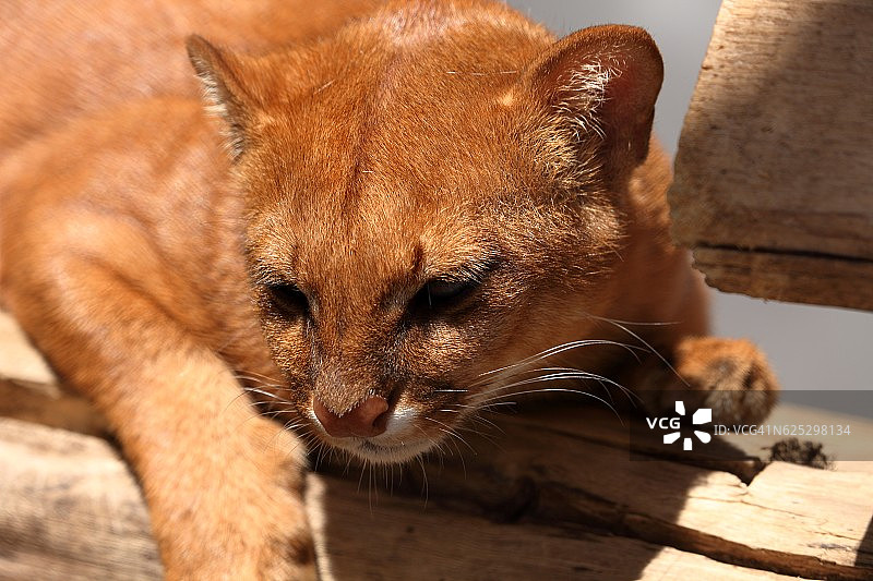 南美鼬猫图片素材