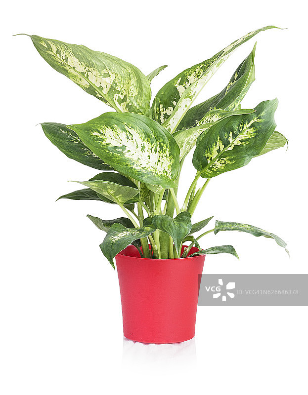 红色花盆中的花叶万年青图片素材