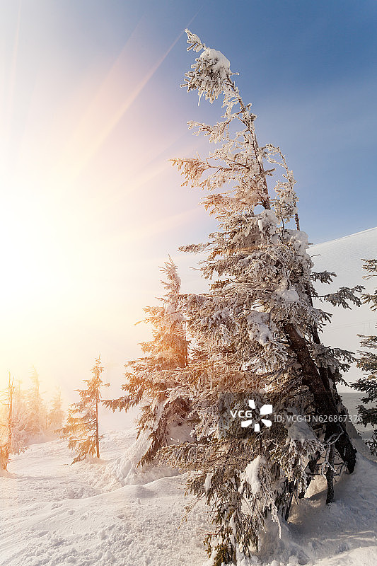 阳光照耀下的奇妙景色：喀尔巴阡山自然公园，欧洲，乌克兰图片素材