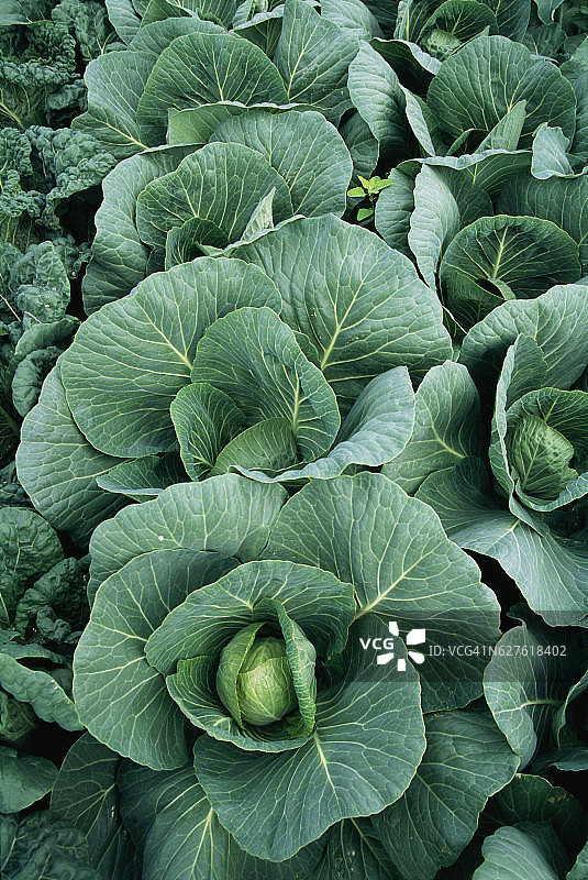 大型卷心菜图片素材