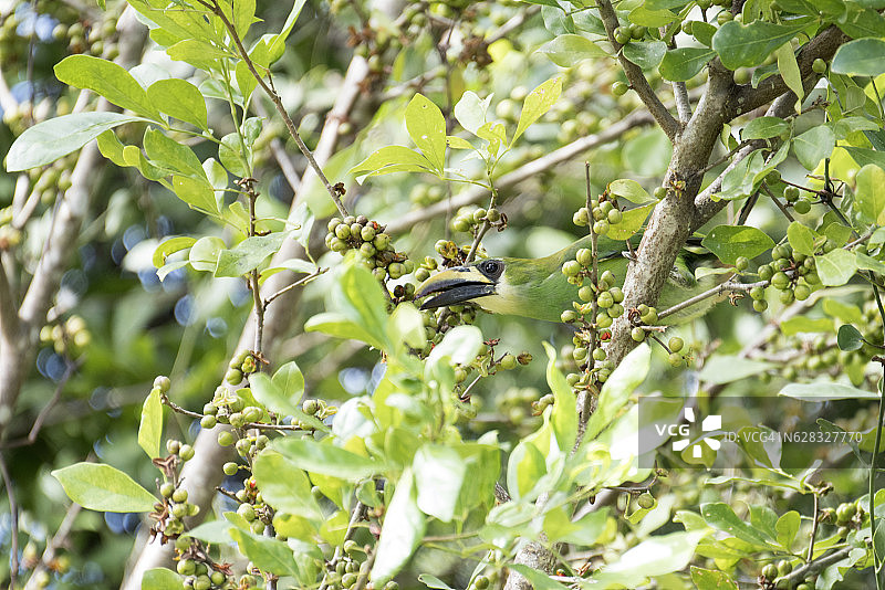 祖母绿小鵎鵼图片素材