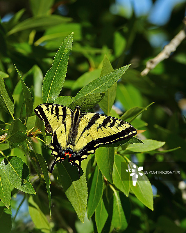 西部虎凤蝶图片素材