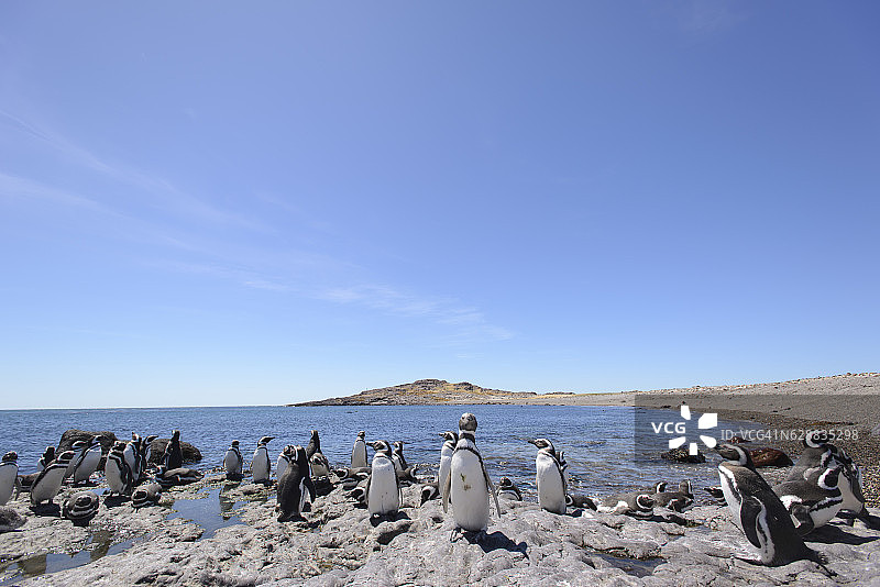 麦哲伦企鹅家庭图片素材