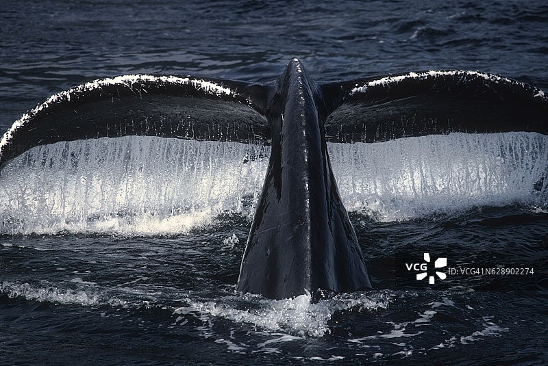 座头鲸尾叶图片素材