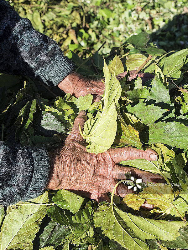 在田野里采摘树叶的，手部布满皱纹的成年农民图片素材