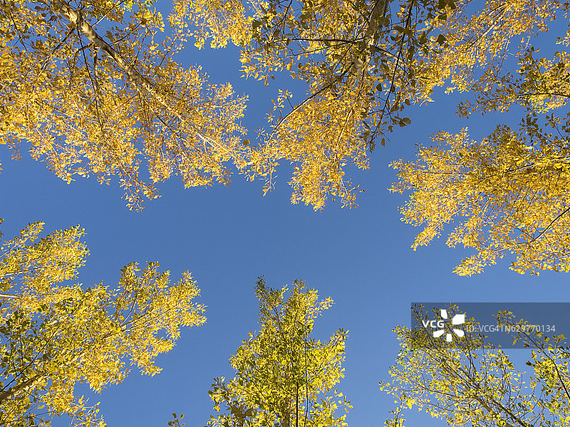 蓝天下秋日黄叶的黑杨树图片素材