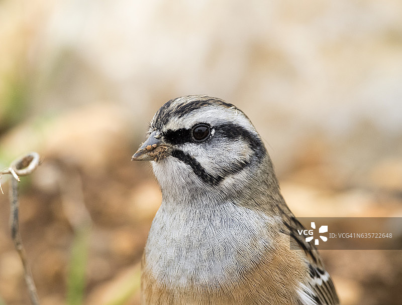 岩鹀（Emberiza cia）雄性头部特写，西班牙，欧洲图片素材