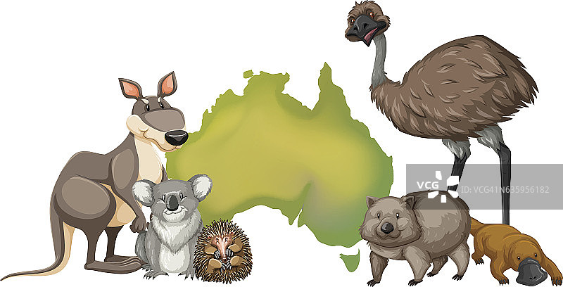 澳大利亚的野生动物图片素材