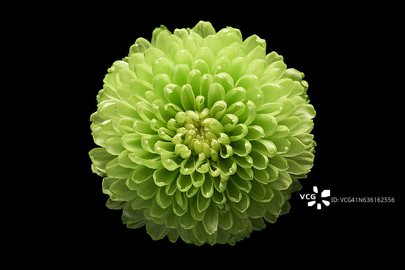 黑色背景上的绿色菊花图片素材