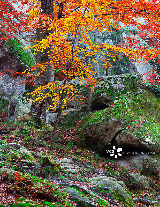 山地森林中的彩色秋景图片素材