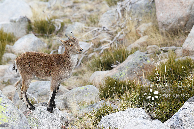 伊比利亚野山羊图片素材