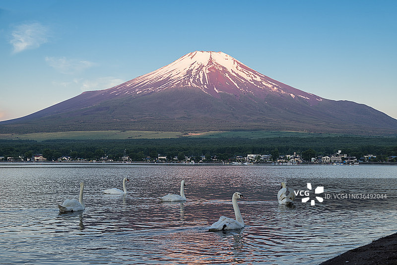 富士山与山中湖上的天鹅图片素材