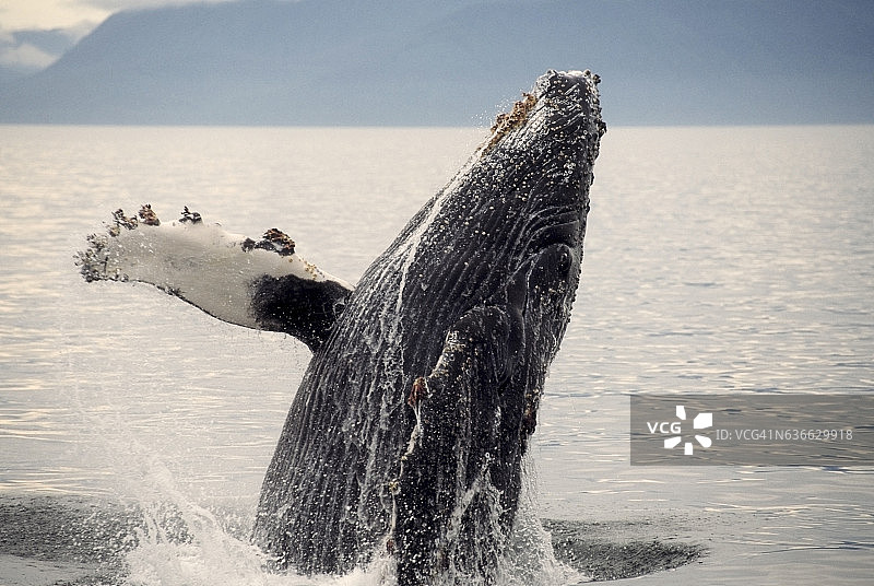 座头鲸间谍跳图片素材