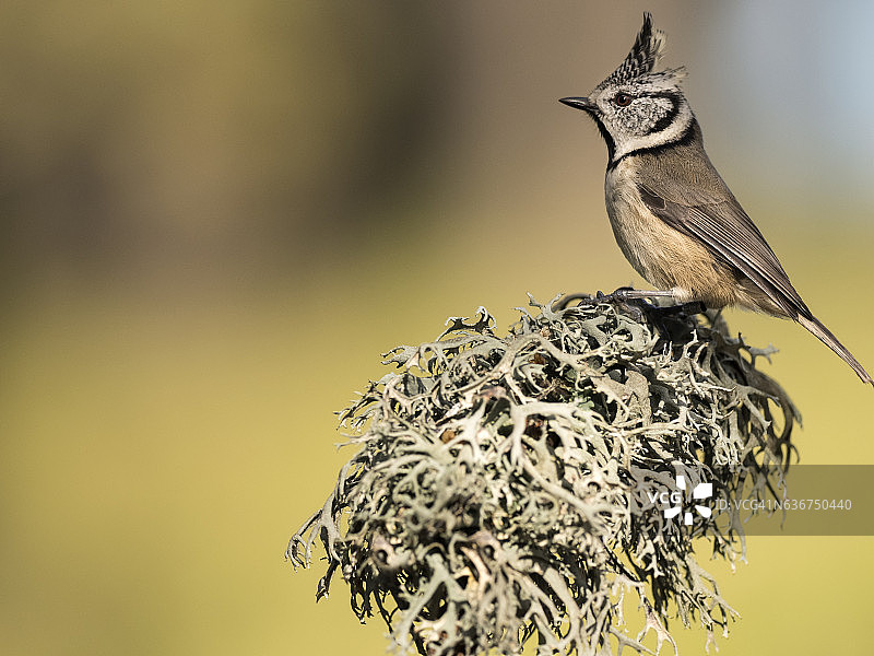凤头山雀，站在长满地衣的树枝上，西班牙，欧洲图片素材