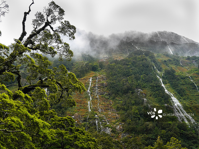峡湾国家公园丛林风光图片素材