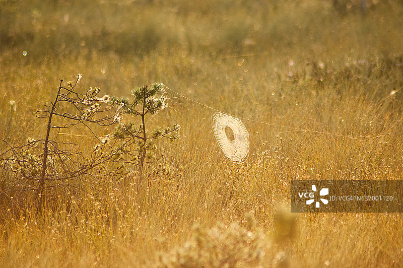 沼泽地景观日出图片素材