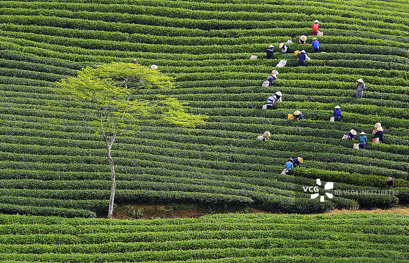 越南大叻Cau Dat茶园的茶叶采摘图片素材