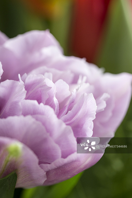 彩色郁金香花束细节图片素材