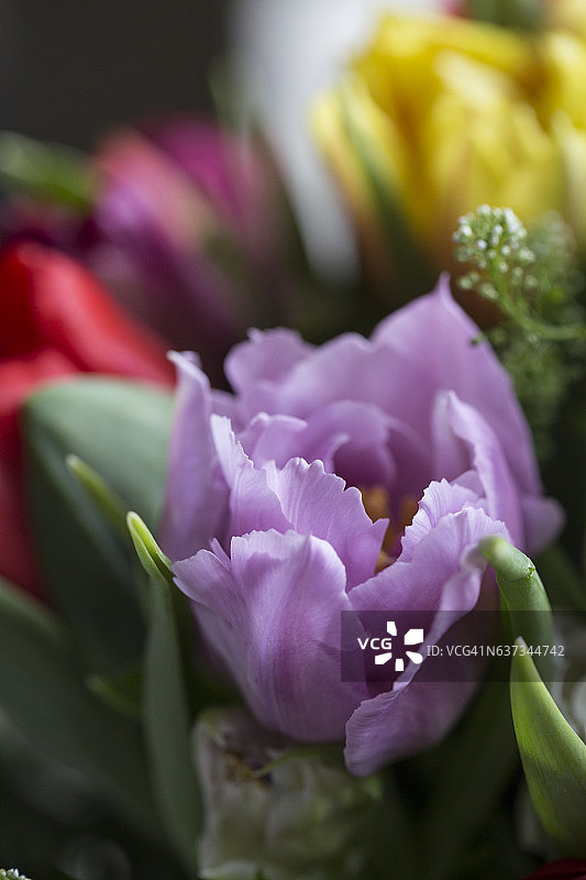 彩色郁金香花束细节图片素材