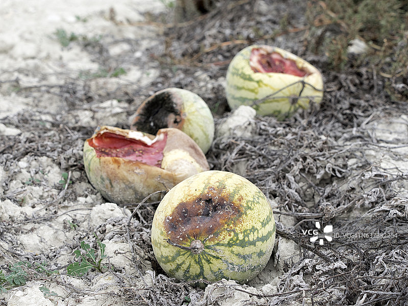 农业田地土壤中腐烂的西瓜图片素材