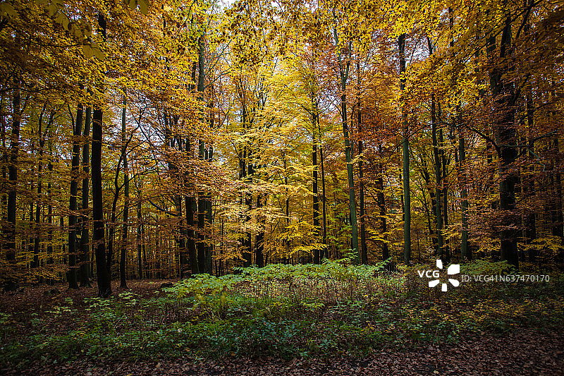 德国山区和森林的秋天-萨克森瑞士图片素材