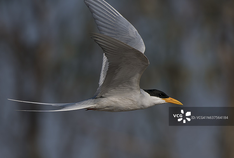 飞翔中的燕鸥图片素材