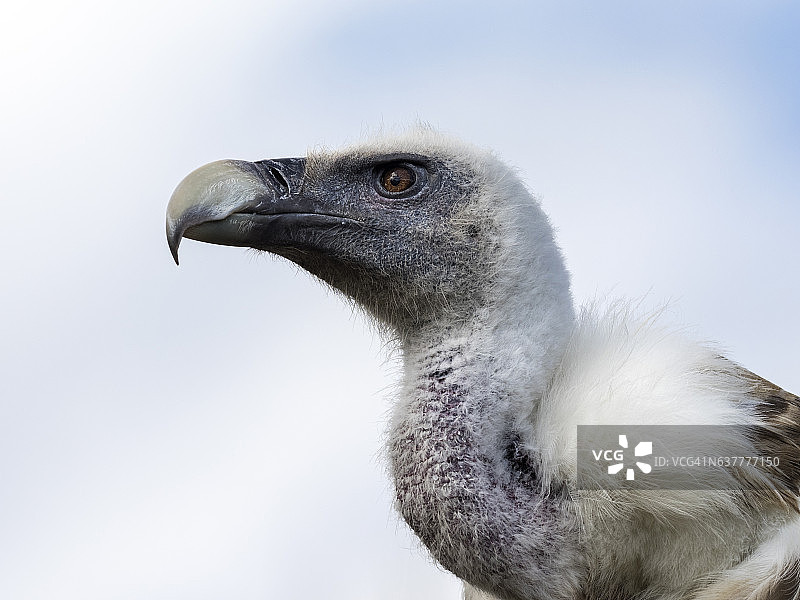 兀鹫，肖像。比利牛斯山脉，法国。图片素材