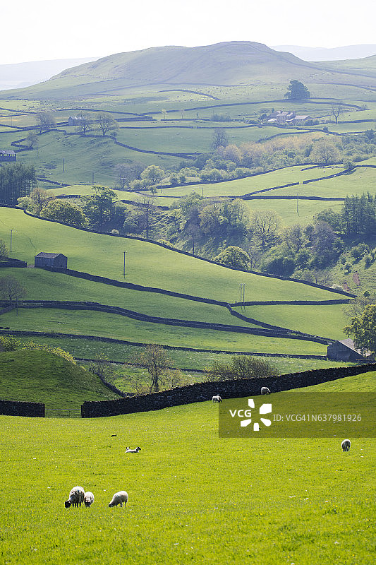 英国约克郡山谷奥斯特威克农田上的绵羊图片素材