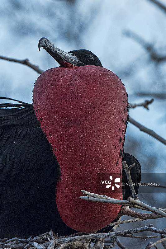 壮丽的军舰鸟图片素材