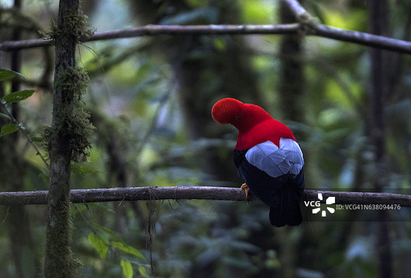 安第斯动冠伞鸟图片素材