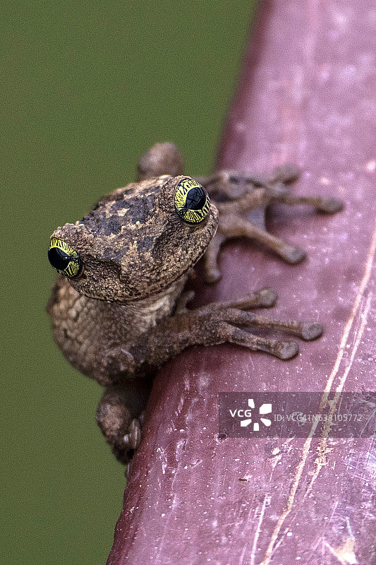 亚马逊树蛙图片素材