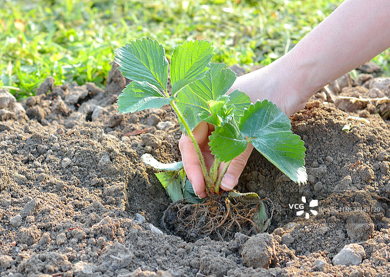 女子种植草莓苗图片素材